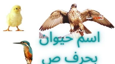اسم حيوان بحرف ص موضح بالمعلومات