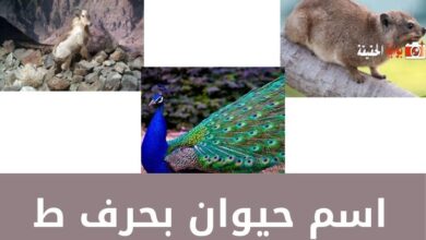 اسم حيوان بحرف ط مع كل معلوماته