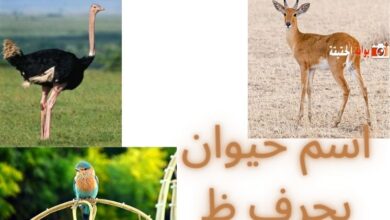 اسم حيوان بحرف ظ بمعلوماته الكاملة