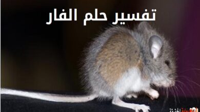 تفسير حلم الفار