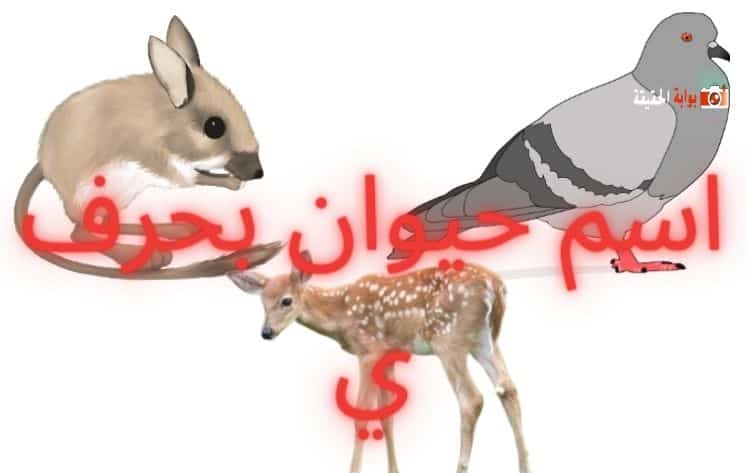 اسم حيوان بحرف الياء أسماء حيوانات بحرف ي مع جميع المعلومات - بوابة الحقيقة