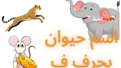 اسم حيوان بحرف ف شامل المعلومات