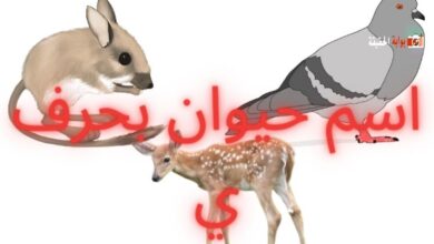 اسم حيوان بحرف ي بمجمل المعلومات