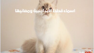 اسماء قطط اناث اجنبية ومعانيها