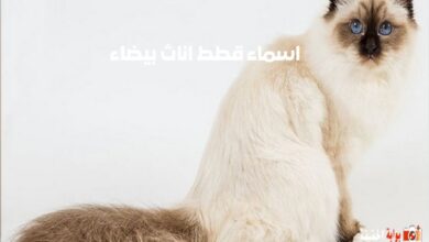 اسماء قطط اناث بيضاء