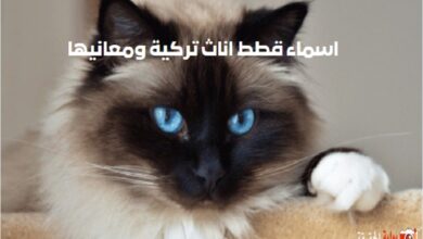 اسماء قطط اناث تركية ومعانيها