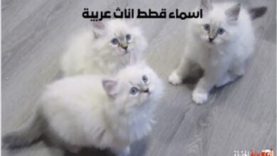 اسماء قطط اناث عربية