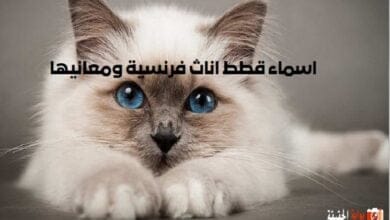 اسماء قطط اناث فرنسية ومعانيها