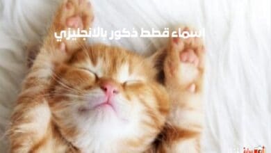 اسماء قطط ذكور بالانجليزي