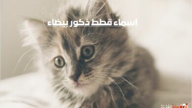 اسماء قطط ذكور بيضاء