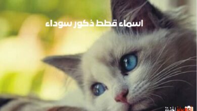 اسماء قطط ذكور سوداء