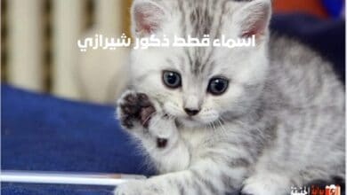 اسماء قطط ذكور شيرازي