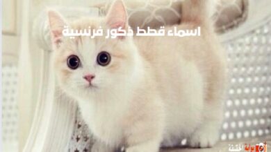 اسماء قطط ذكور فرنسية