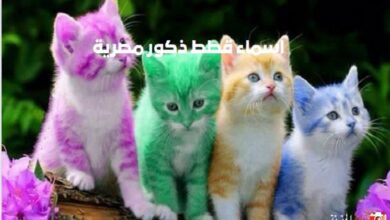 اسماء قطط ذكور مصرية