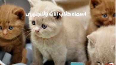 اسماء كلاب اناث بالانجليزي