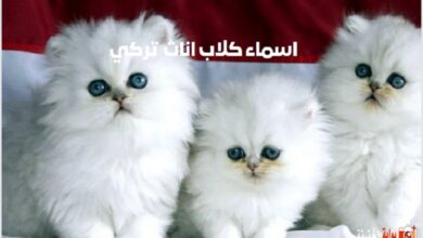 اسماء كلاب اناث تركي