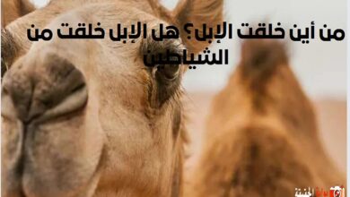 من أين خلقت الإبل؟ هل الإبل خلقت من الشياطين
