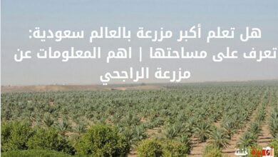 هل تعلم أكبر مزرعة بالعالم سعودية: تعرف على مساحتها | اهم المعلومات عن مزرعة الراجحي