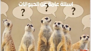 اسئلة عامة عن الحيوانات