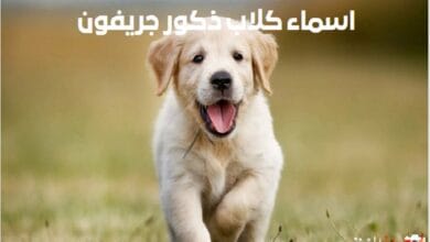 اسماء كلاب ذكور جريفون