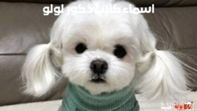 اسماء كلاب ذكور لولو