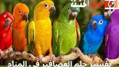تفسير حلم العصافير في المنام