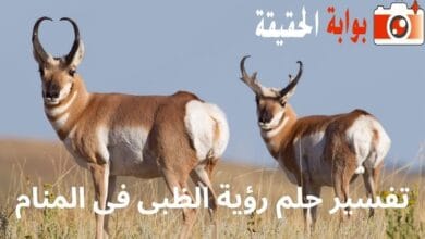 تفسير حلم رؤية الظبى فى المنام