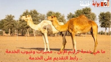 ما هي خدمة ترقيم الإبل .. مميزات وعيوب الخدمة .. رابط التقديم على الخدمة