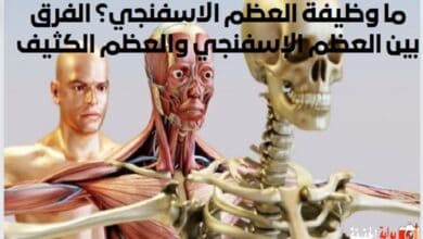 ما وظيفة العظم الاسفنجي؟ الفرق بين العظم الإسفنجي والعظم الكثيف