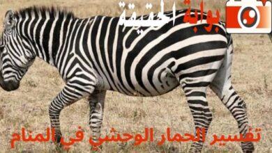 تفسير الحمار الوحشي في المنام