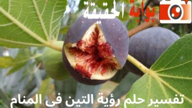 تفسير حلم رؤية التين في المنام