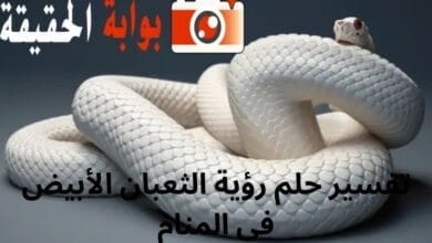 تفسير حلم رؤية الثعبان الأبيض في المنام