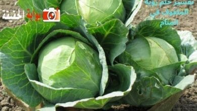 تفسير حلم رؤية الملفوف في المنام