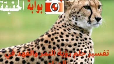 تفسير حلم رؤية النمر والفهد في المنام