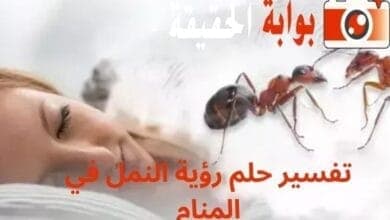 تفسير حلم رؤية النمل في المنام