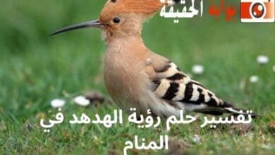 تفسير حلم رؤية الهدهد في المنام