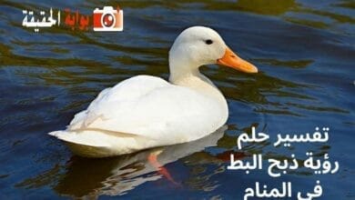 تفسير حلم رؤية ذبح البط في المنام