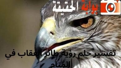 تفسير حلم رؤية طائر العقاب في المنام