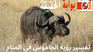 تفسير رؤية الجاموس في المنام