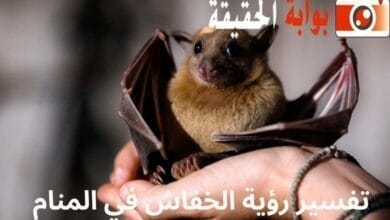 تفسير رؤية الخفاش في المنام