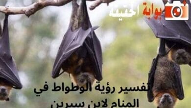 تفسير رؤية الوطواط في المنام لابن سيرين