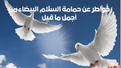 خواطر عن حمامة السلام البيضاء من أجمل ما قيل