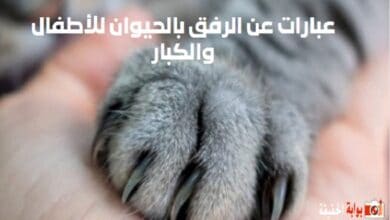 عبارات عن الرفق بالحيوان للأطفال والكبار