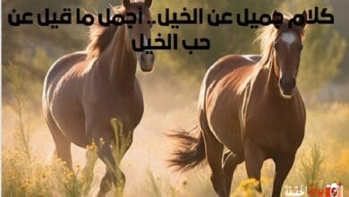 كلام جميل عن الخيل.. أجمل ما قيل عن حب الخيل