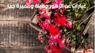 كلام عن الزهور .. عبارات عن الزهور جميلة ومميزة جدا