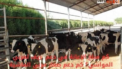 كم مبلغ الإعانة في دعم  ريف لمربي المواشي؟ كم دعم صغار مربي الماشية