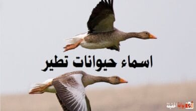 اسماء حيوانات تطير