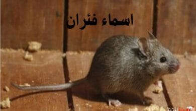 اسماء فئران