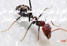 الفرق بين أنواع النمل.. تعرف علي أهم المعلومات عن النمل للأطفال