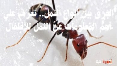 الفرق بين أنواع النمل.. تعرف علي أهم المعلومات عن النمل للأطفال